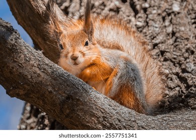 squirrel with nut sits on a branches in the spring or summer. Portrait of the squirrel close-up. Eurasian red squirrel, - Powered by Shutterstock