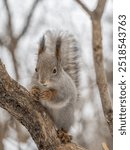 The squirrel with nut sits on tree in the winter or late autumn. Eurasian red squirrel, Sciurus vulgaris.