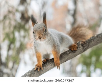 The squirrel with nut sits on tree in the winter or late autumn. Eurasian red squirrel, Sciurus vulgaris.