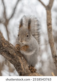 The squirrel with nut sits on tree in the winter or late autumn. Eurasian red squirrel, Sciurus vulgaris.