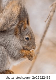 La ardilla con nuez se sienta en el árbol en el invierno o finales de otoño. Ardilla roja euroasiática, Sciurus vulgaris.