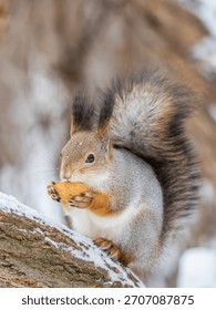 The squirrel with nut sits on tree in the winter or late autumn. Eurasian red squirrel, Sciurus vulgaris.