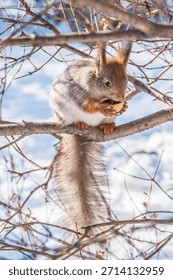 The squirrel with nut sits on tree in the winter or late autumn. Eurasian red squirrel, Sciurus vulgaris.