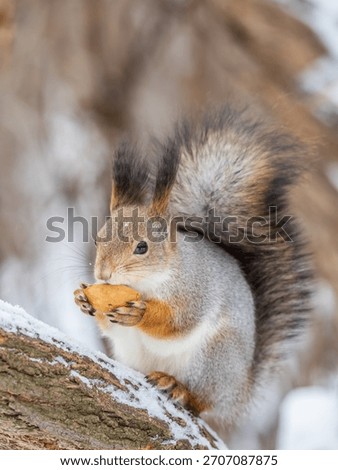 The squirrel with nut sits on tree in the winter or late autumn. Eurasian red squirrel, Sciurus vulgaris.