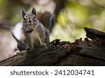 squirrel with a nut stash