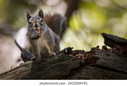 squirrel with a nut stash