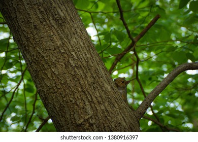 a squirrel with a nut in a tree