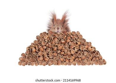 squirrel and nutshell isolated on white background