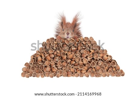 squirrel and nutshell isolated on white background