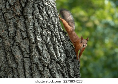 Squirrel in the oak tree
