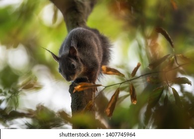 Squirrel observing me from the tree in the forest