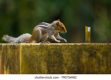 Squirrel on action