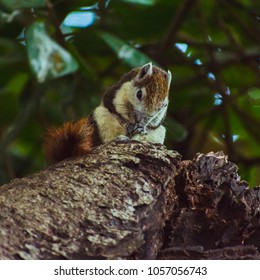 A squirrel on a beautiful tree.