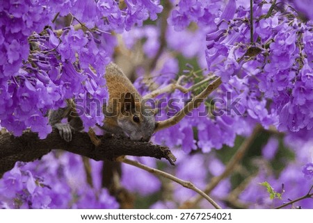 Squirrel on blooming jacaranda tree with vibrant purple flowers. Wildlife in urban nature, spring season, Mexico.