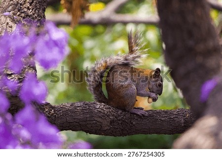 Squirrel on blooming jacaranda tree with vibrant purple flowers. Wildlife in urban nature, spring season, Mexico.
