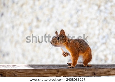 Squirrel on the board photo