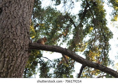 Squirrel on a branch