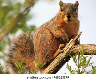 Squirrel on branch