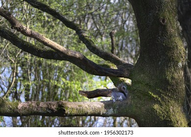 Squirrel On The Branch Of A Big, Mossy Oak Tree