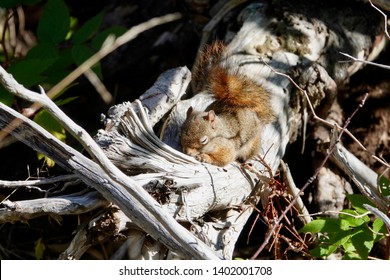 Squirrel On Branch At Grand Manan Island