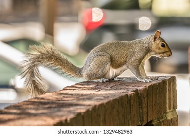 squirrel on the bricks