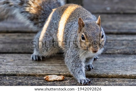 Squirrel on the deck looking for a snack