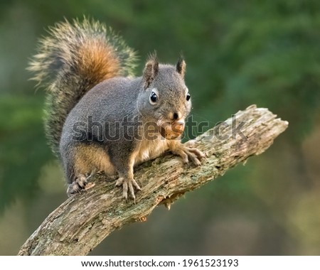 Similar – Image, Stock Photo Red Squirrel. Eating