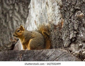 Squirrel On The Edge Of A Tree At A Park Near Our Lady Of The Lake University.