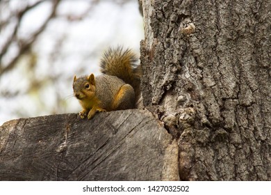 Squirrel On The Edge Of A Tree At A Park Near Our Lady Of The Lake University.