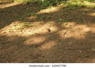 Squirrel on the ground with a tree shadow