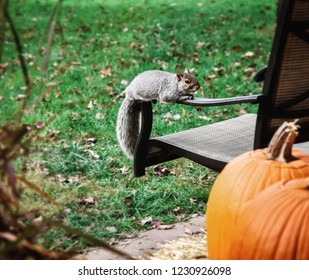 Squirrel on lawnchair
