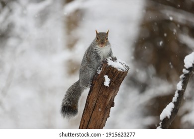 Squirrel On A Log In Forest