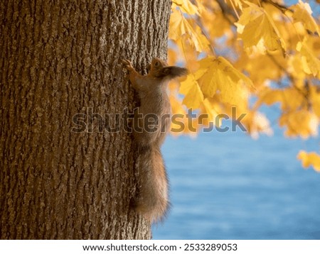squirrel on a maple tree on a sunny autumn day