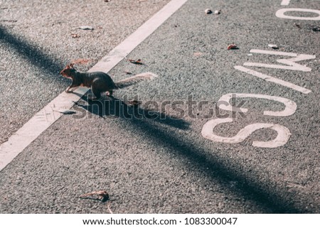 Squirrel on the move