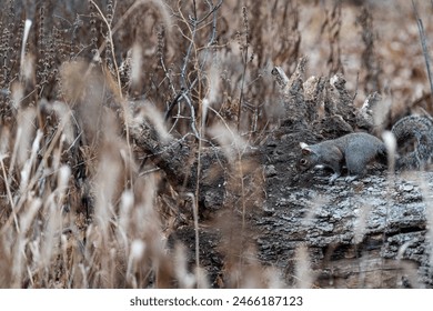 squirrel on an old log hunting for food in the winter - Powered by Shutterstock