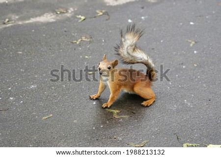 a squirrel on a paved path in a park begs for a handful of nuts                      