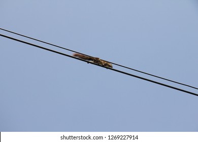 Squirrel On The Power Line