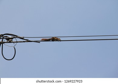 Squirrel On The Power Line