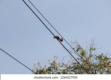 Squirrel On The Power Line