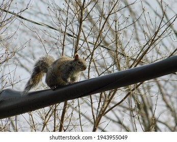 Squirrel On A Power Line 