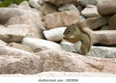 Squirrel on Rocks