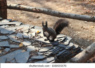 Squirrel on rocks