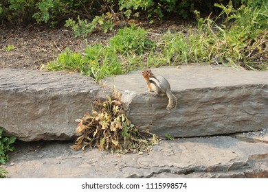A squirrel on rocks.