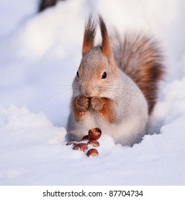 Squirrel On The Snow