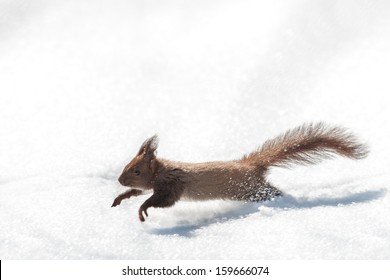 Squirrel On Snow Close Up