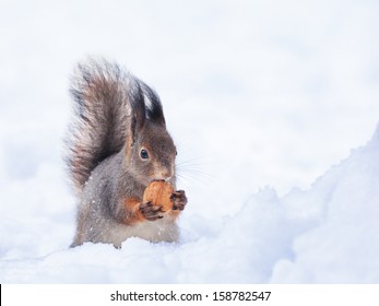 Squirrel On Snow With Nut