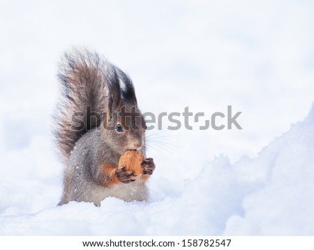 squirrel on snow with nut