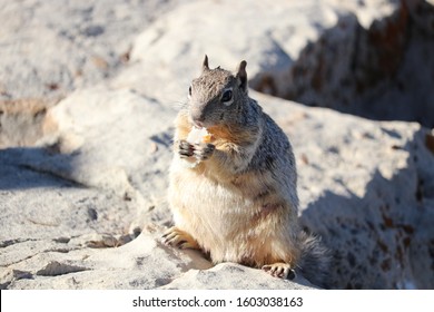 Squirrel on a stone wall while eating