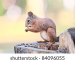 Squirrel on the stump