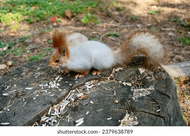 A squirrel on a stump eats seeds. Autumn view